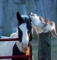 Çok Tatlı Kedi Köpek Resimleri 