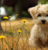 Çok Tatlı Kedi Köpek Resimleri 