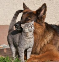 Çok Tatlı Kedi Köpek Resimleri 